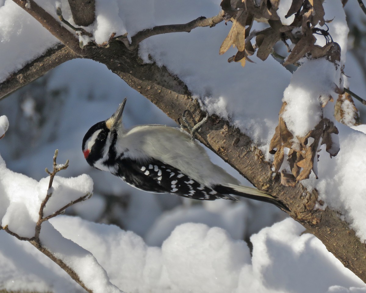 Hairy Woodpecker - ML646159360