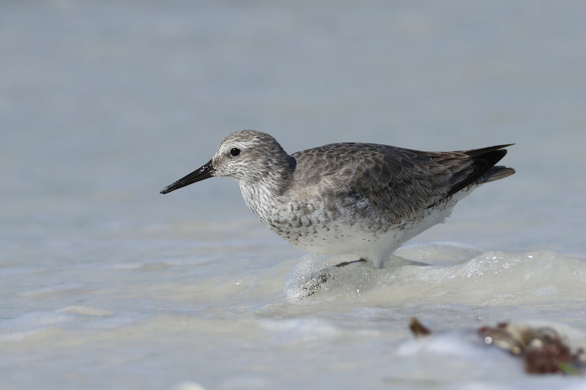 Red Knot - ML646159362