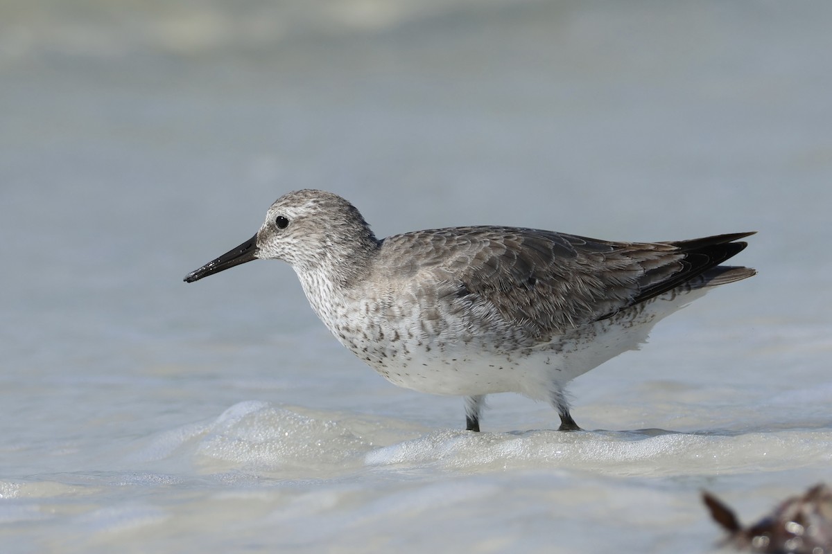 Red Knot - ML646159366