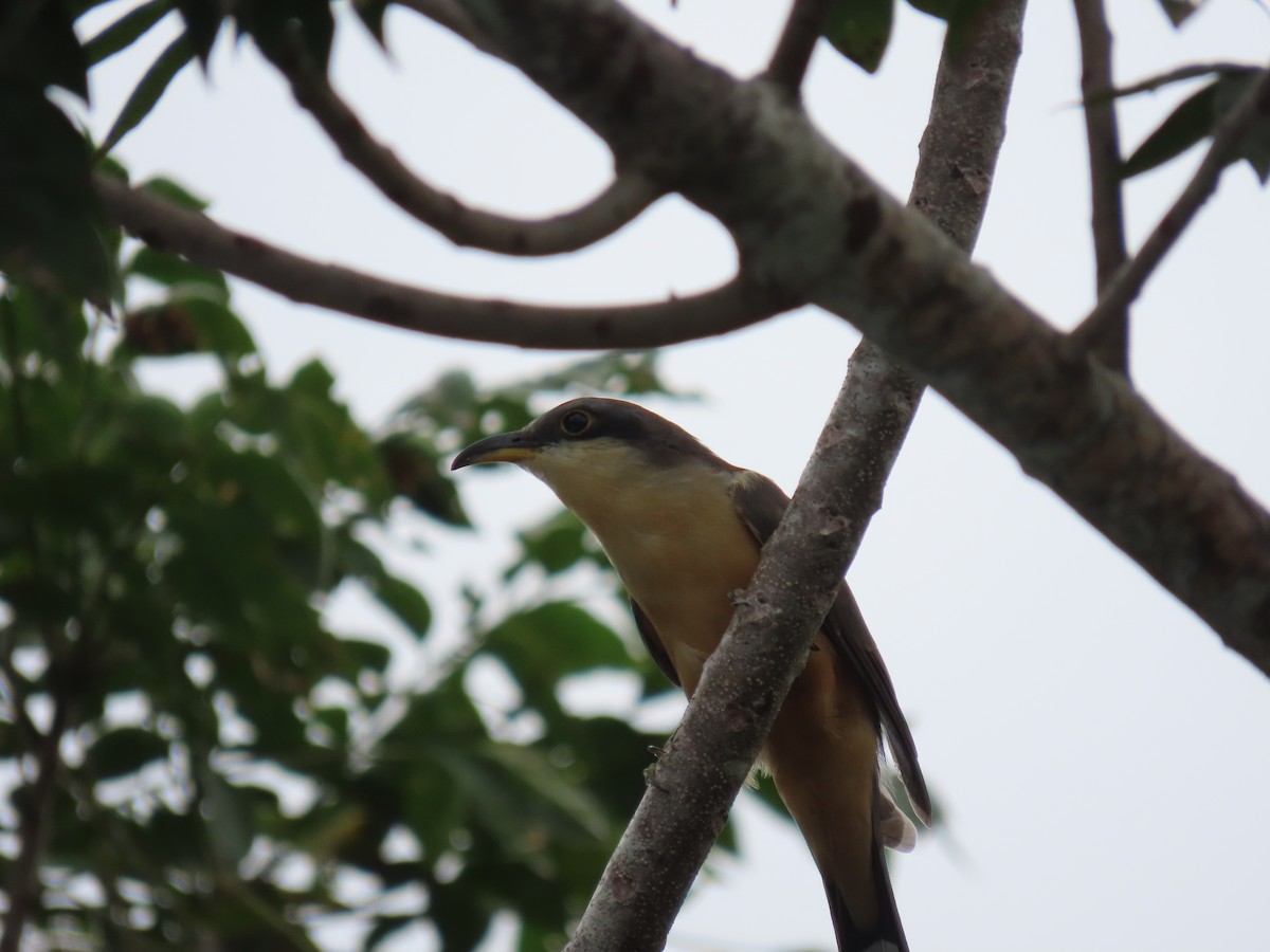 Mangrove Cuckoo - ML646159368