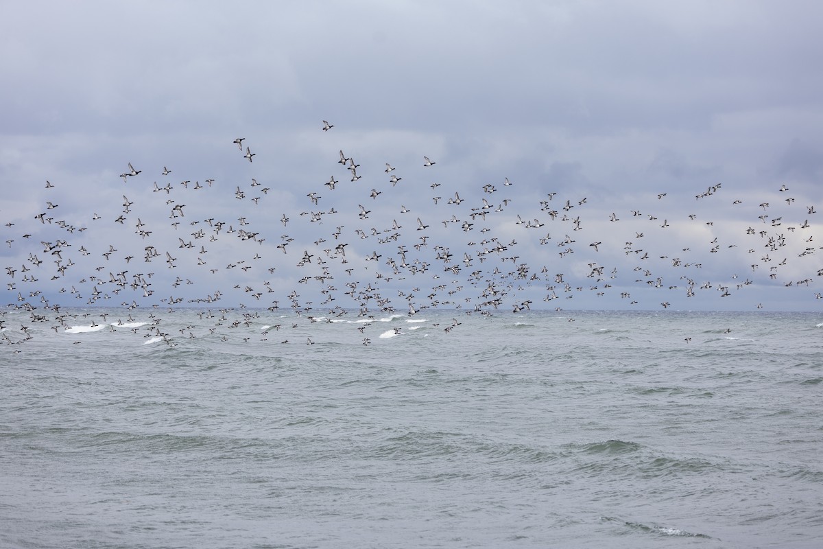 Greater/Lesser Scaup - ML646159372