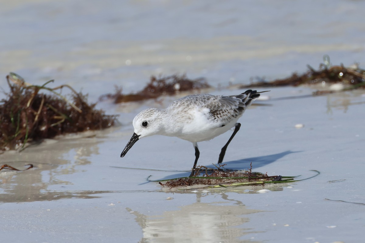 Sanderling - ML646159374