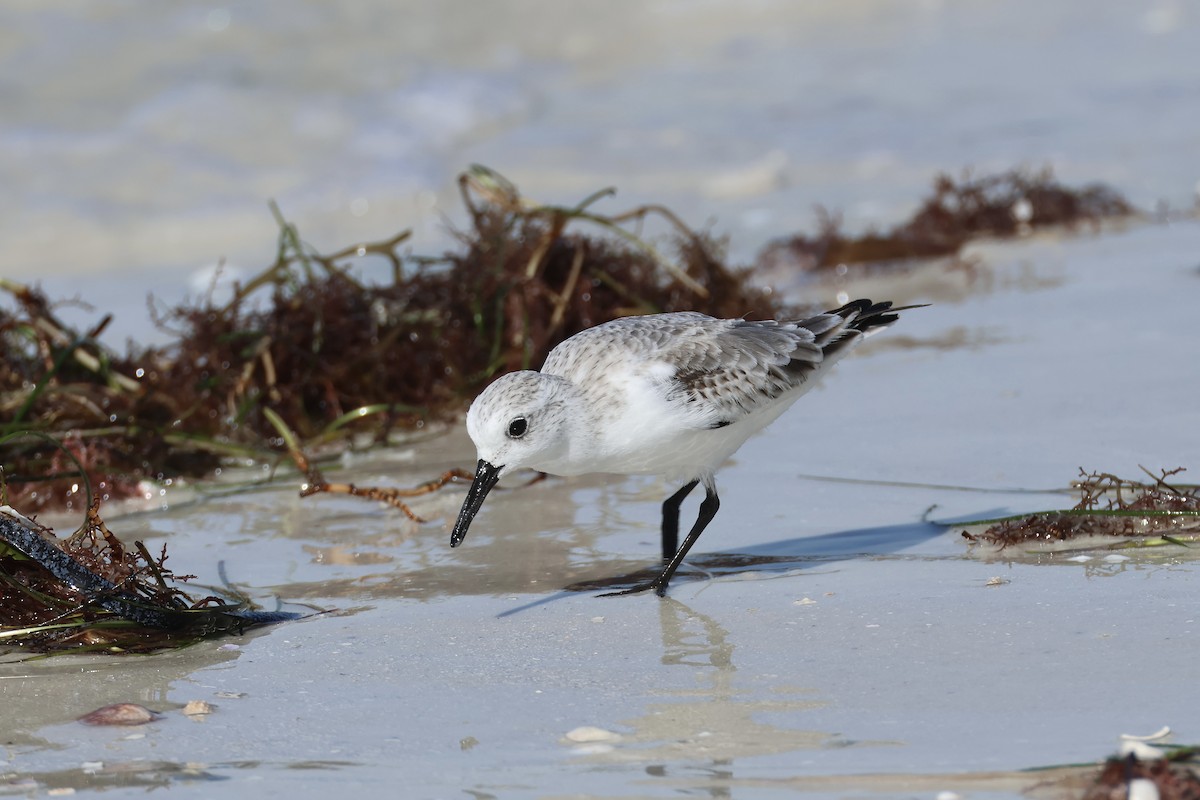 Sanderling - ML646159375