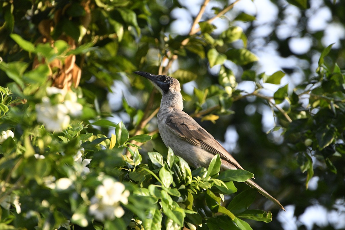 Little Friarbird - ML646159376