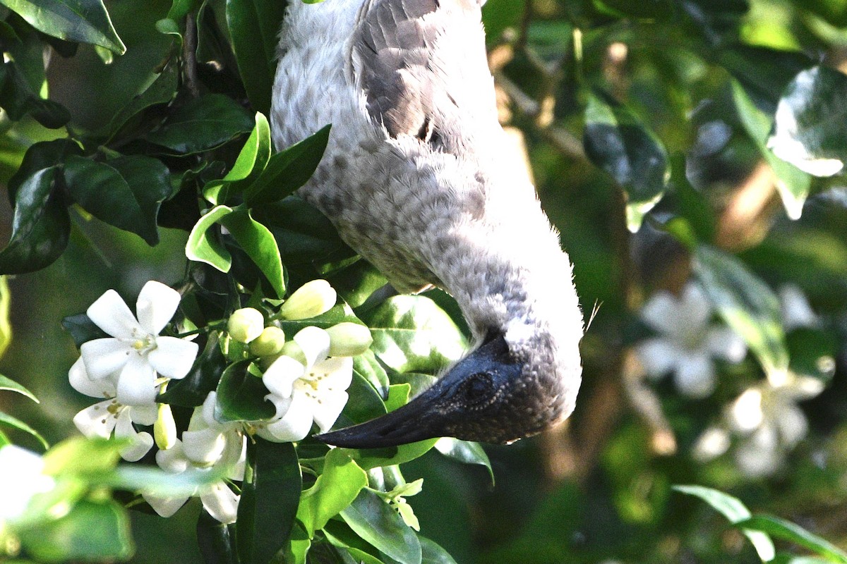 Little Friarbird - ML646159377