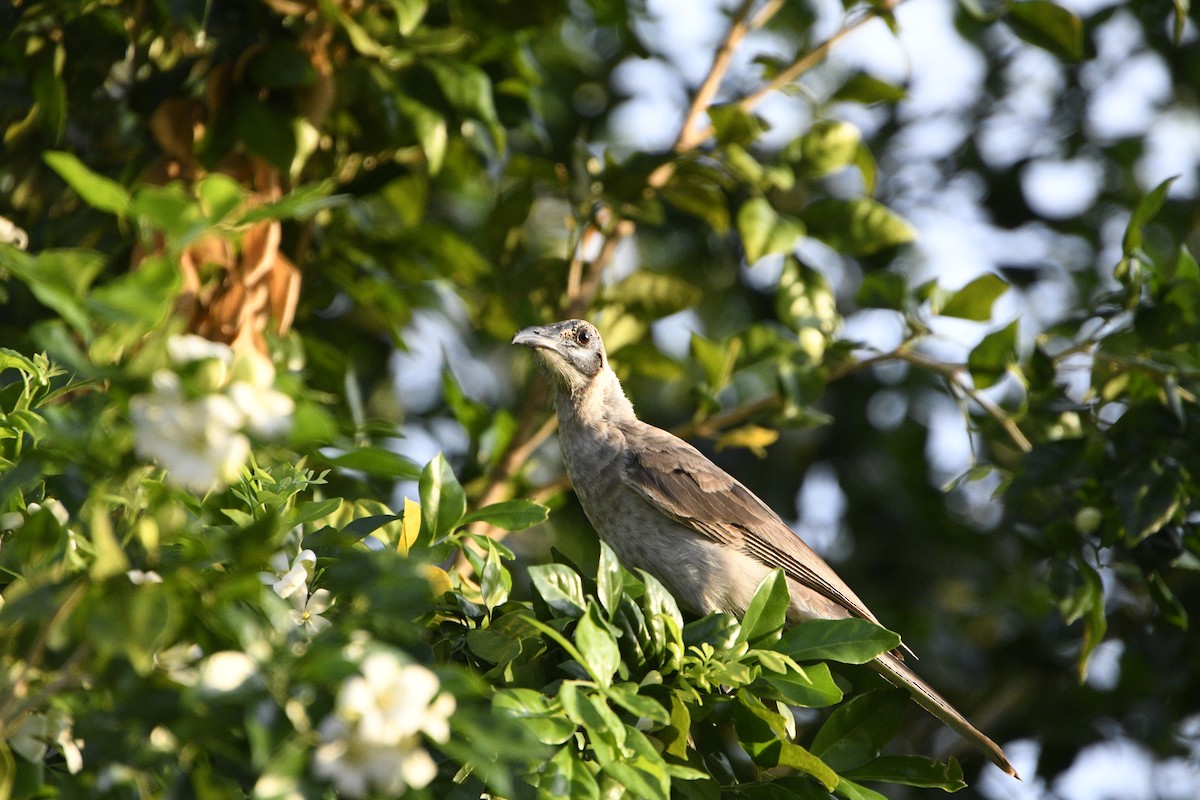 Küçük Boz Keşişkuşu - ML646159378