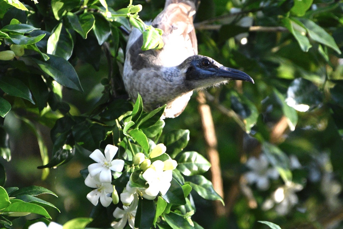 Little Friarbird - ML646159379