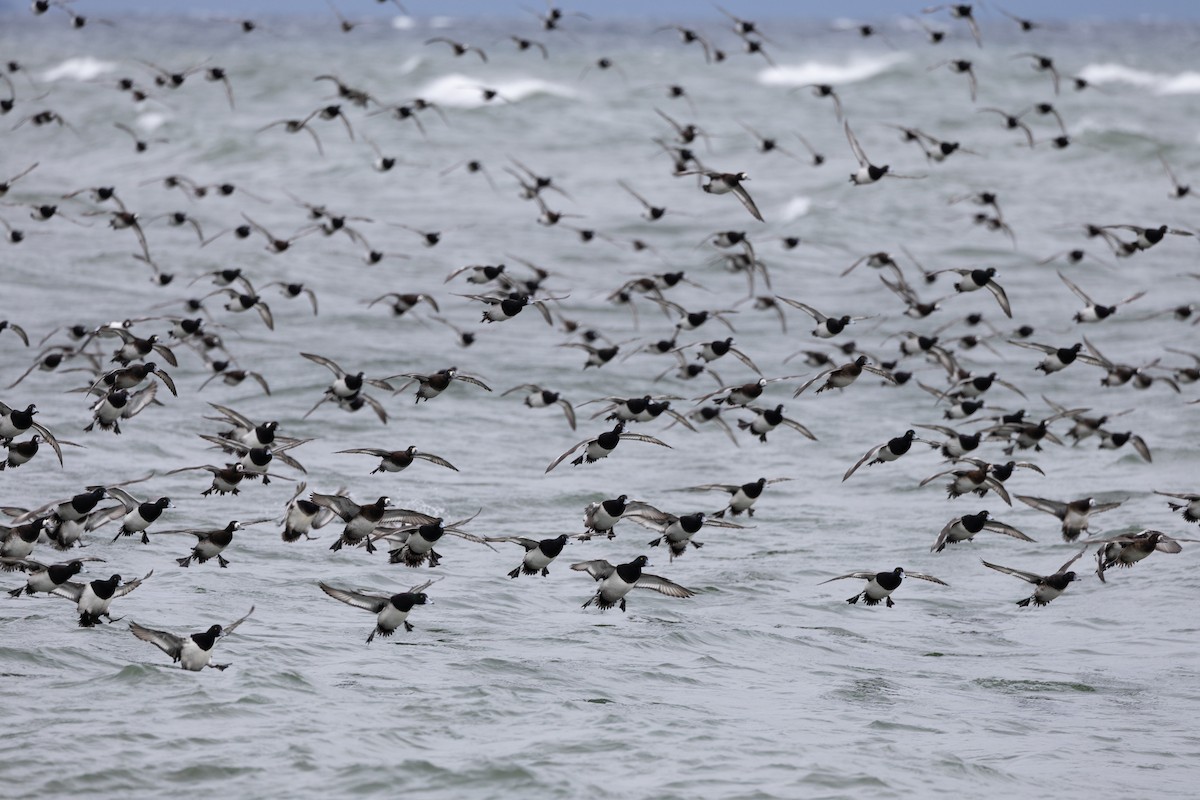 Greater/Lesser Scaup - ML646159380