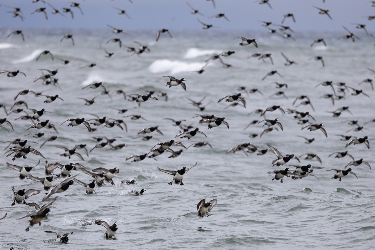 Greater/Lesser Scaup - ML646159381