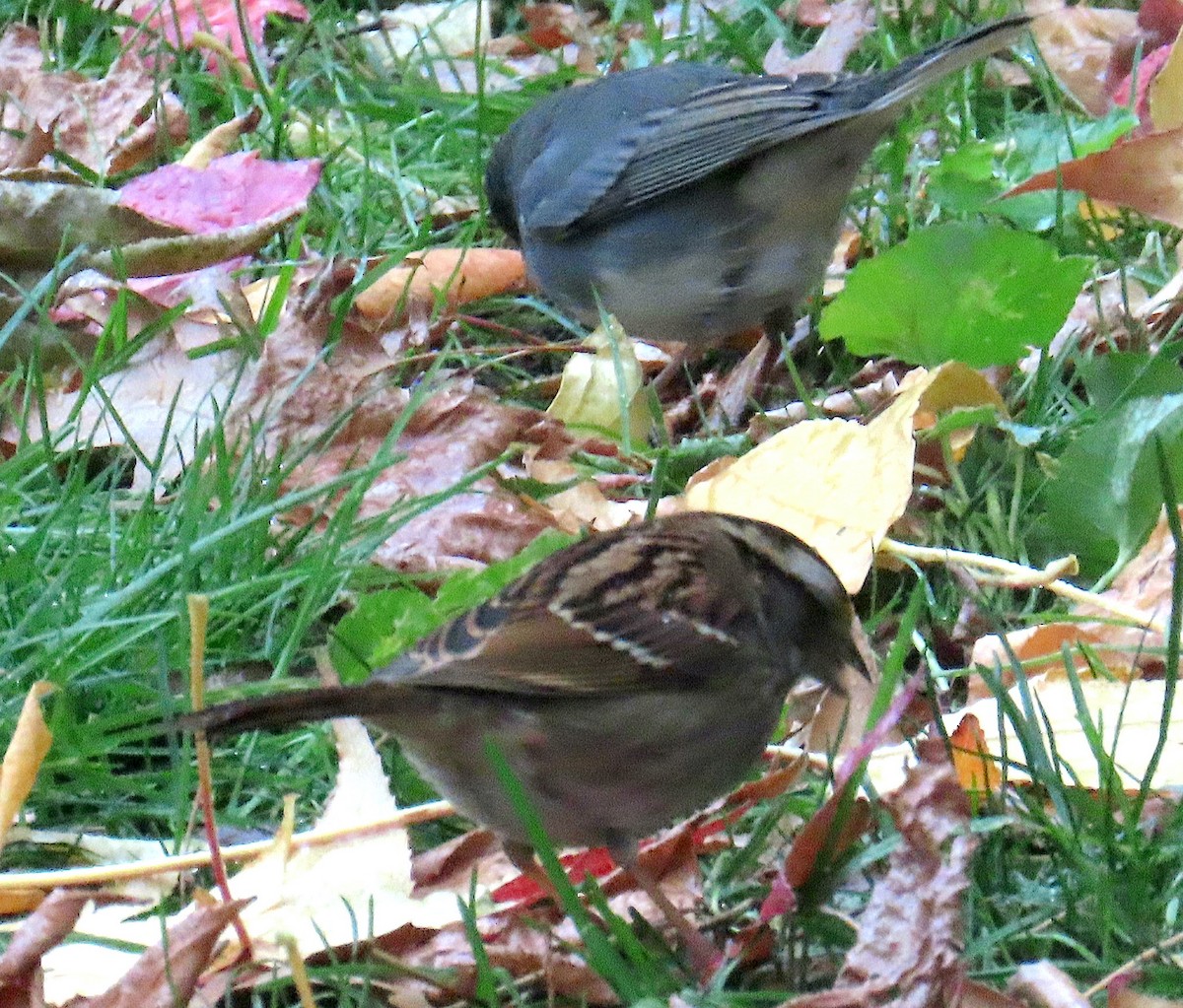 Dark-eyed Junco - ML646159385