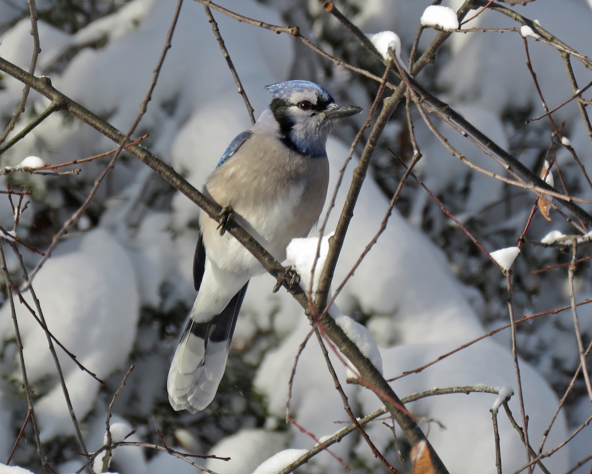 Blue Jay - ML646159390