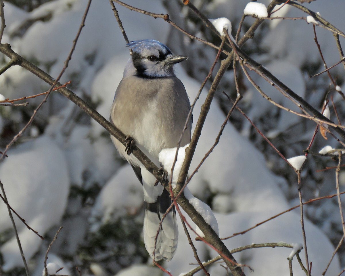 Blue Jay - ML646159391