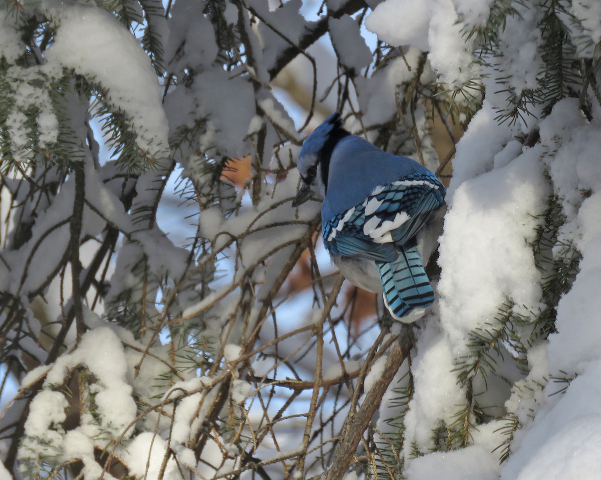 Blue Jay - ML646159392