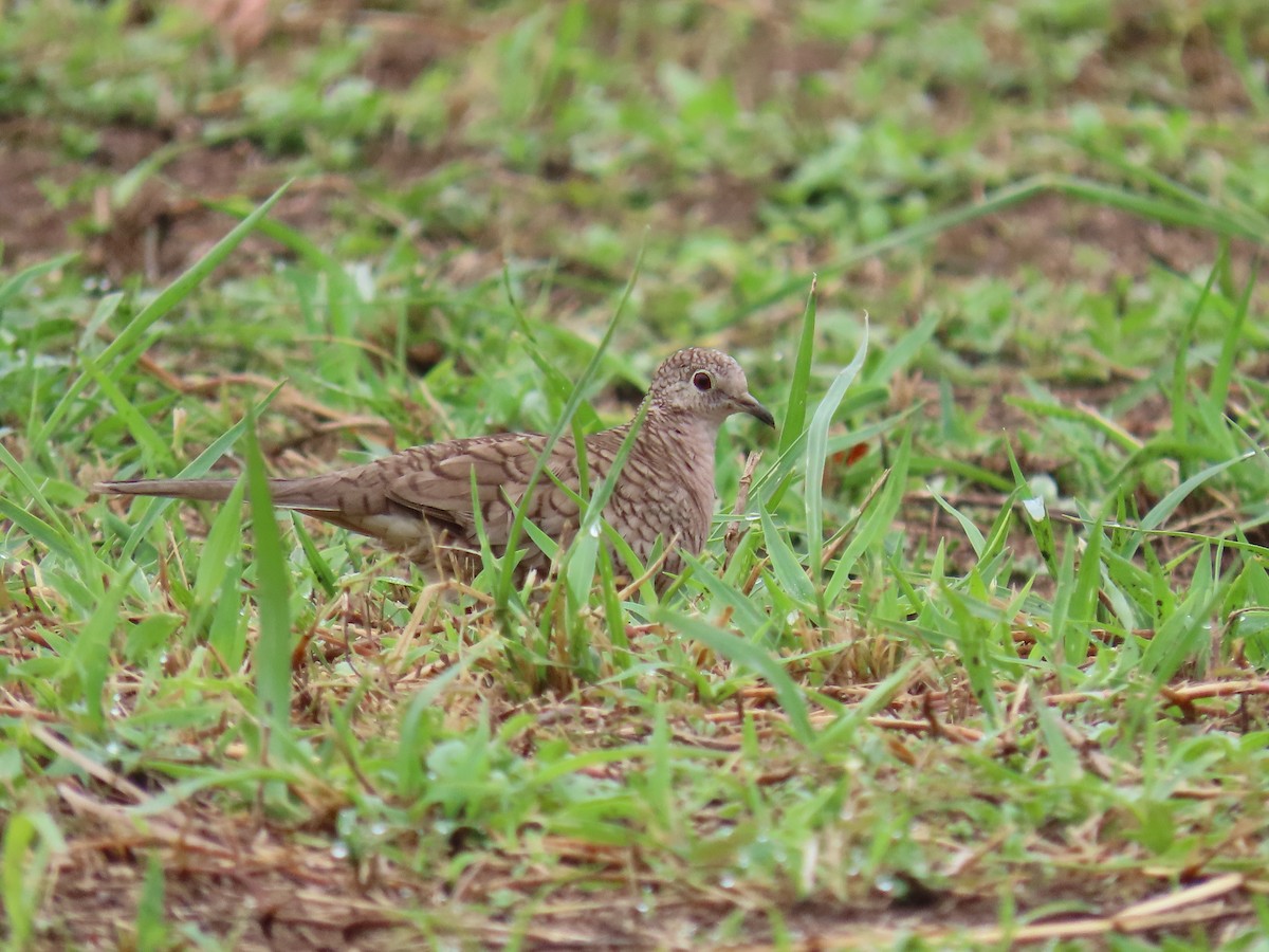 Inca Dove - ML646159397