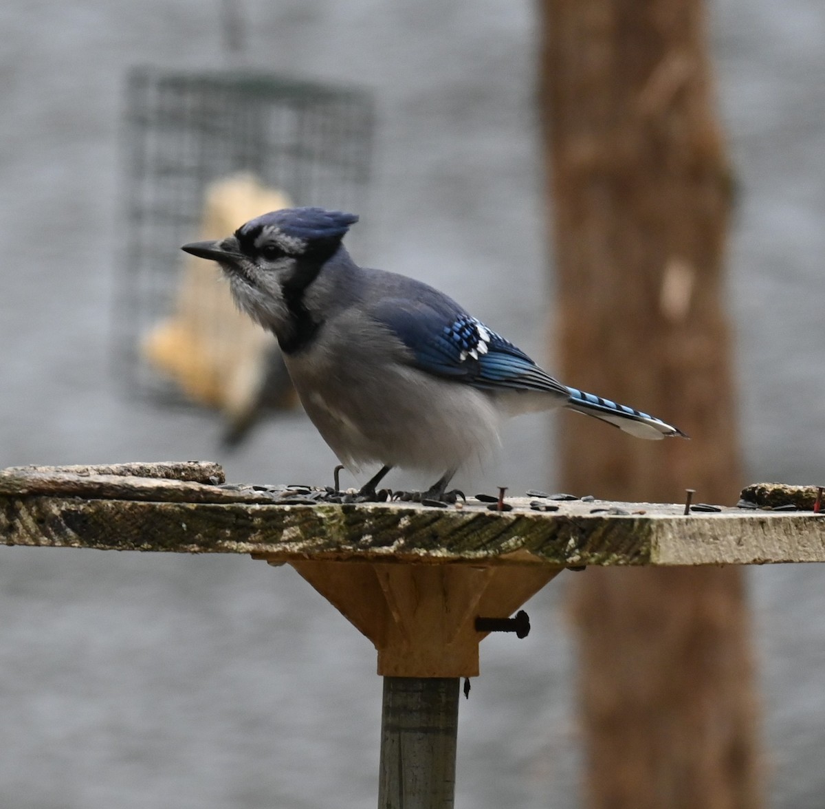 Blue Jay - ML646159413