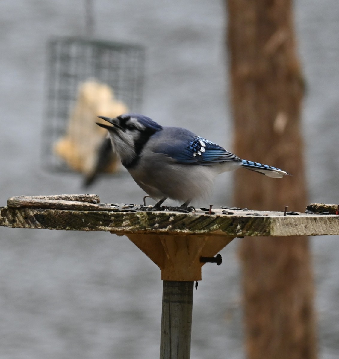 Blue Jay - ML646159414