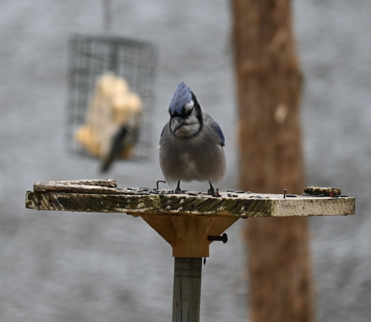 Blue Jay - ML646159415