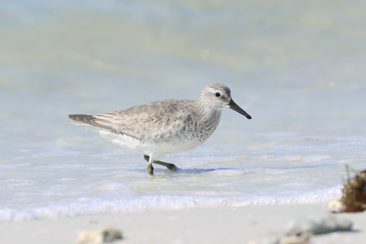 Red Knot - ML646159418