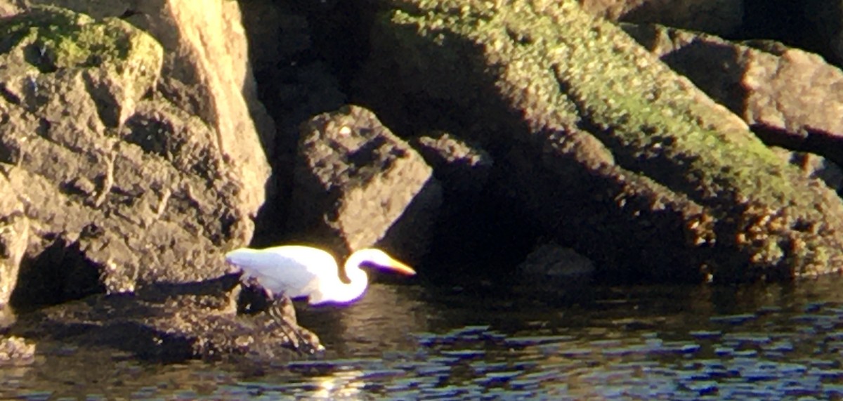 Great Egret - ML646159424