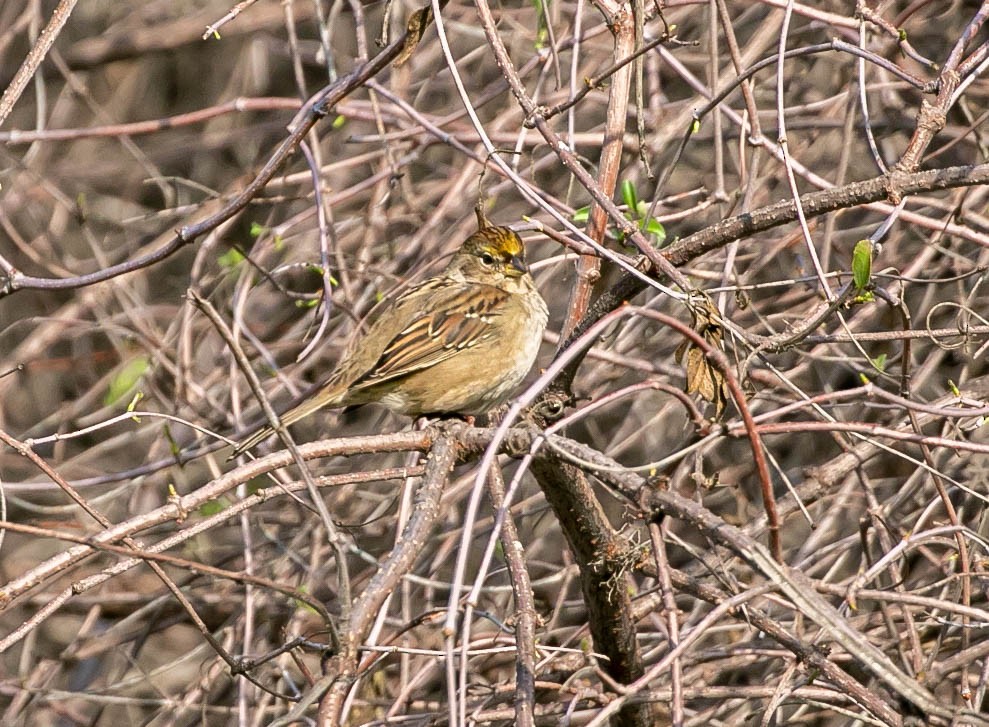 Golden-crowned Sparrow - ML646159425