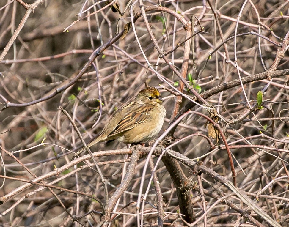 Golden-crowned Sparrow - ML646159427