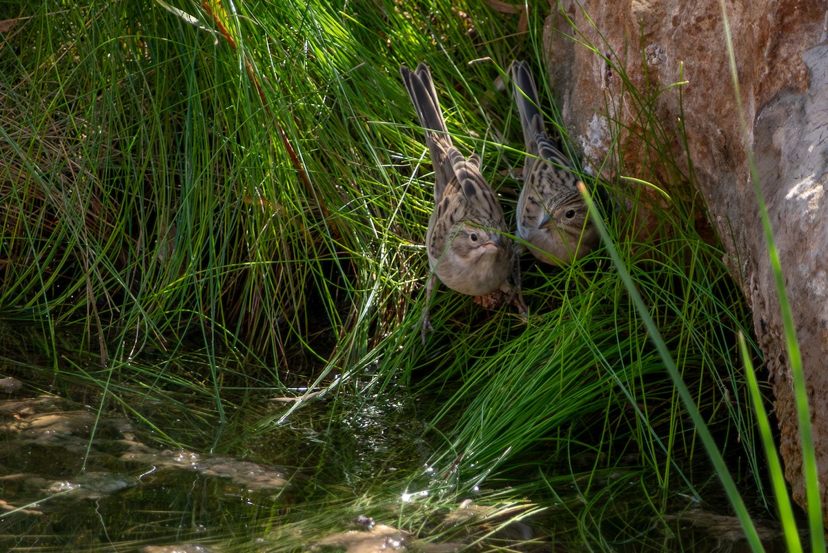 Brewer's Sparrow - ML646159429