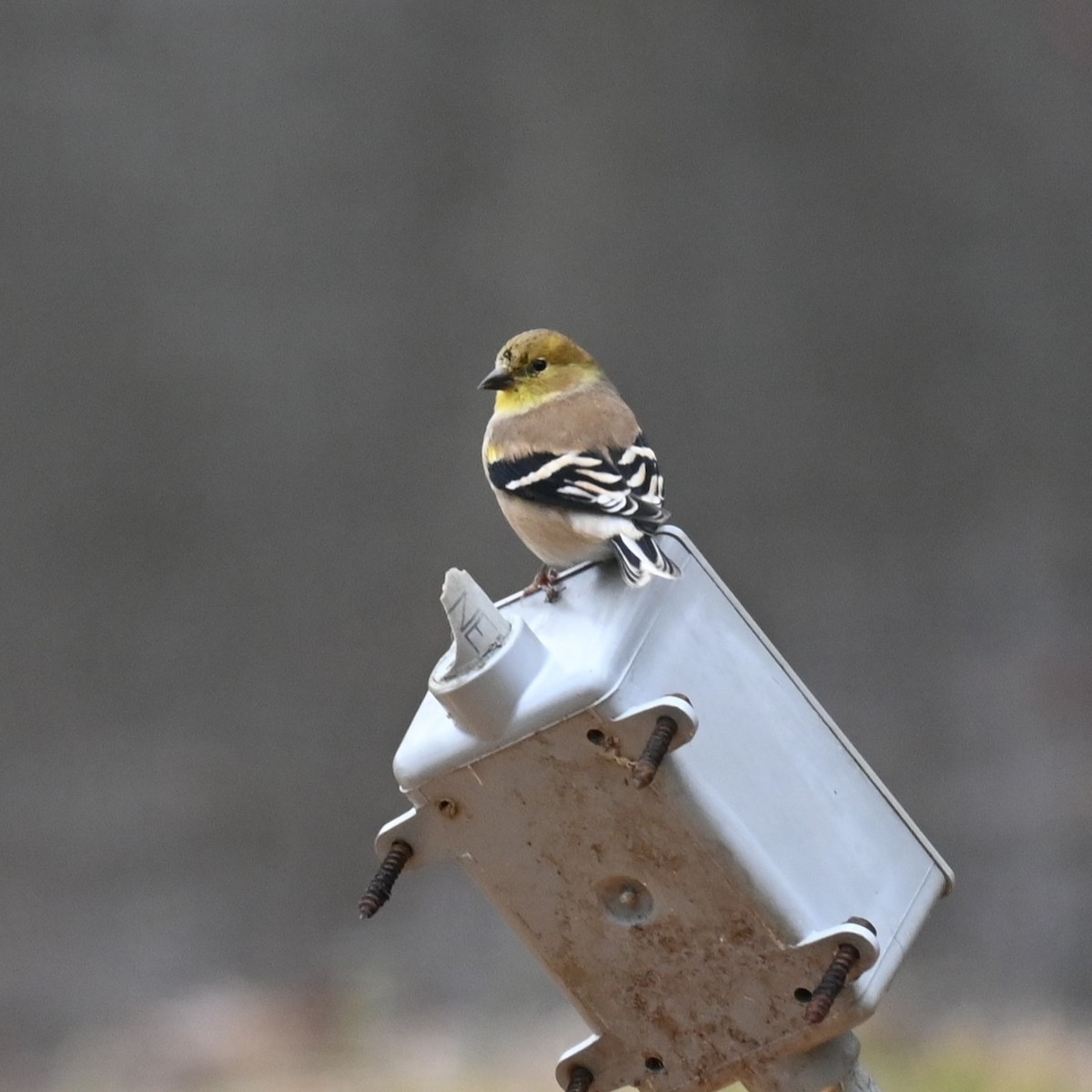 Чиж золотий - ML646159430