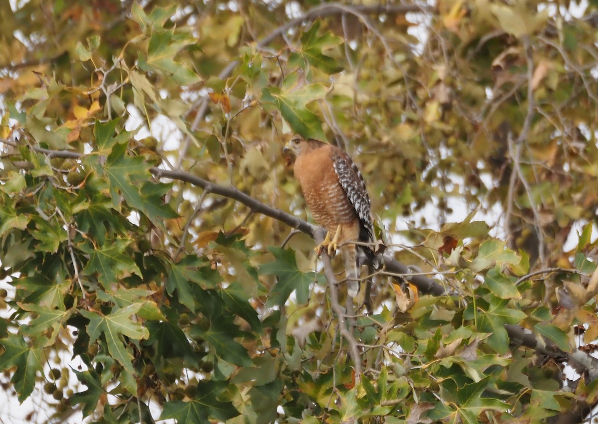 Red-shouldered Hawk - ML646159432