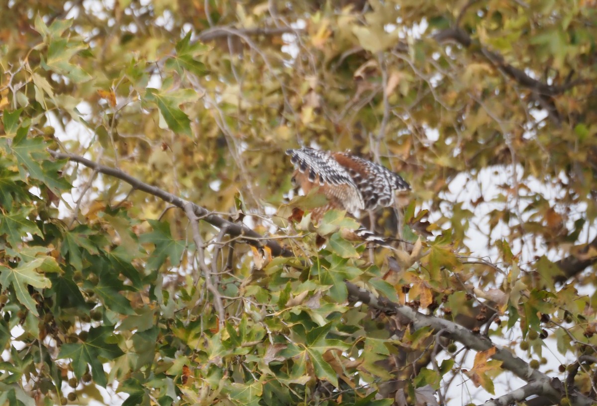 Red-shouldered Hawk - ML646159433