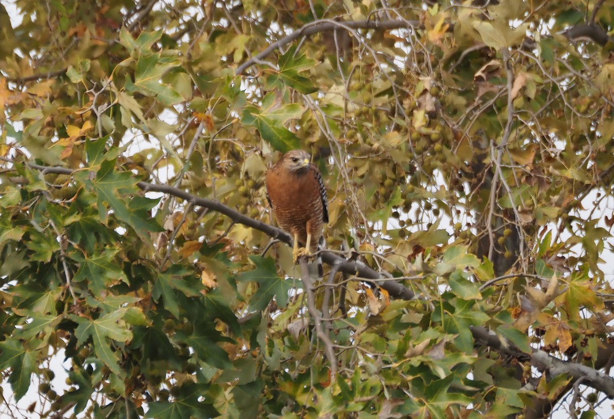 Red-shouldered Hawk - ML646159434
