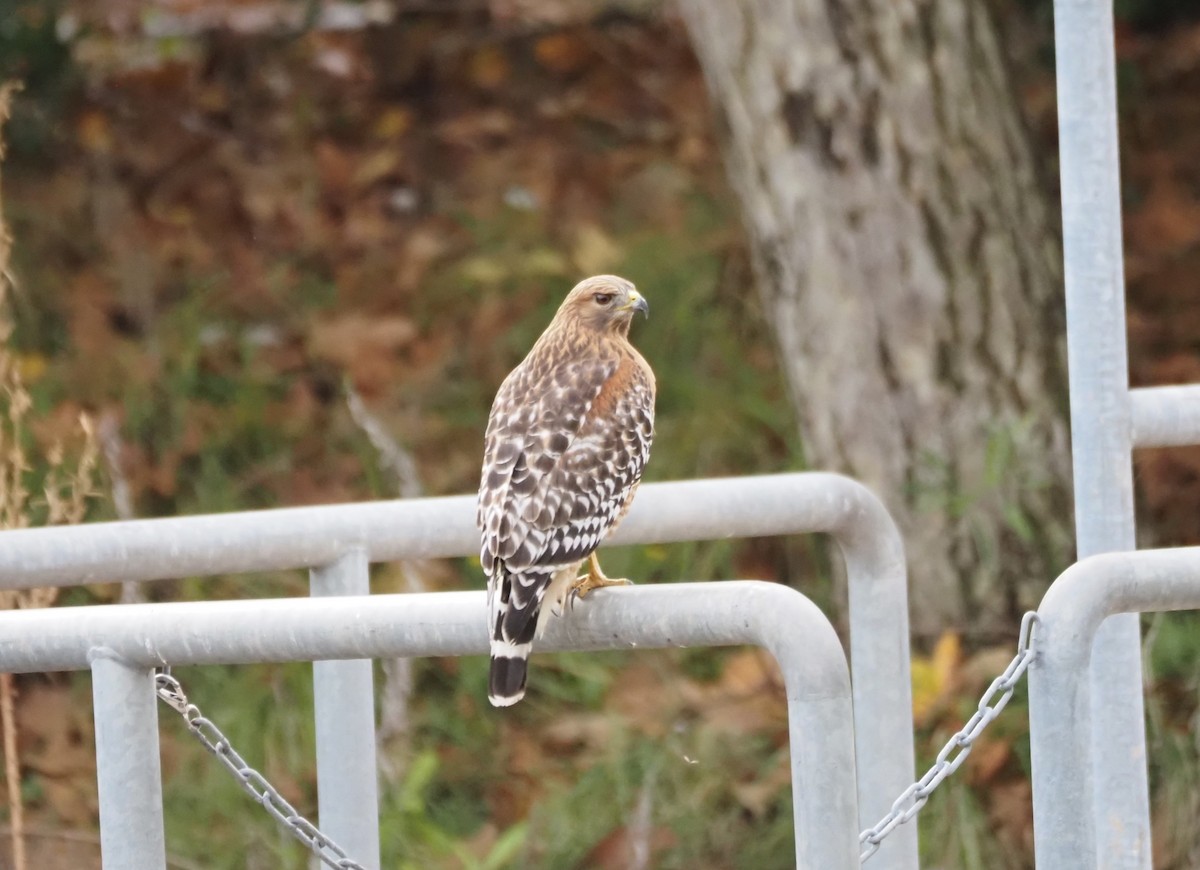 Red-shouldered Hawk - ML646159435