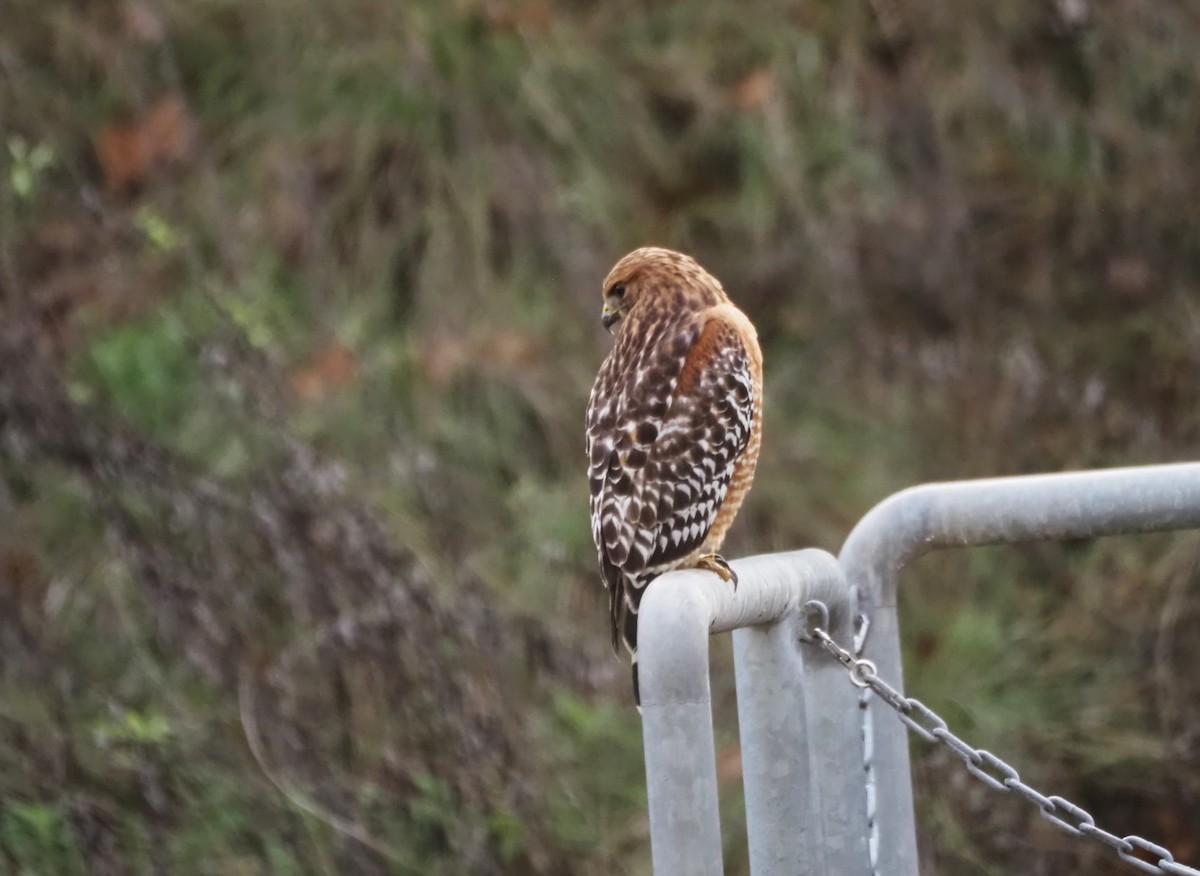 Red-shouldered Hawk - ML646159436