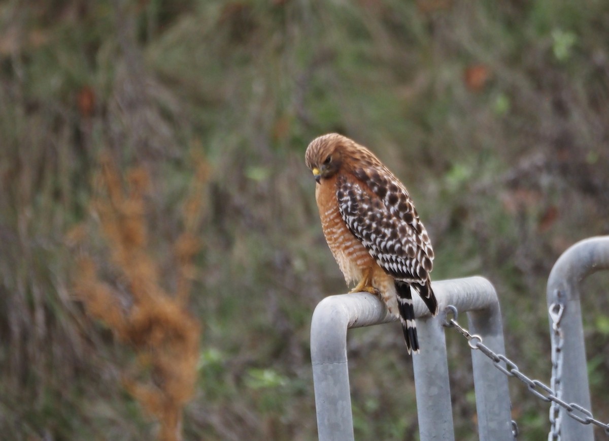 Red-shouldered Hawk - ML646159437
