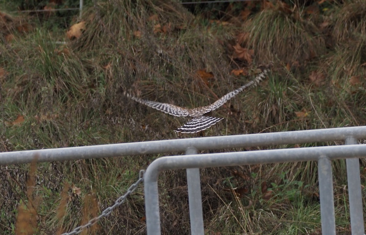 Red-shouldered Hawk - ML646159438