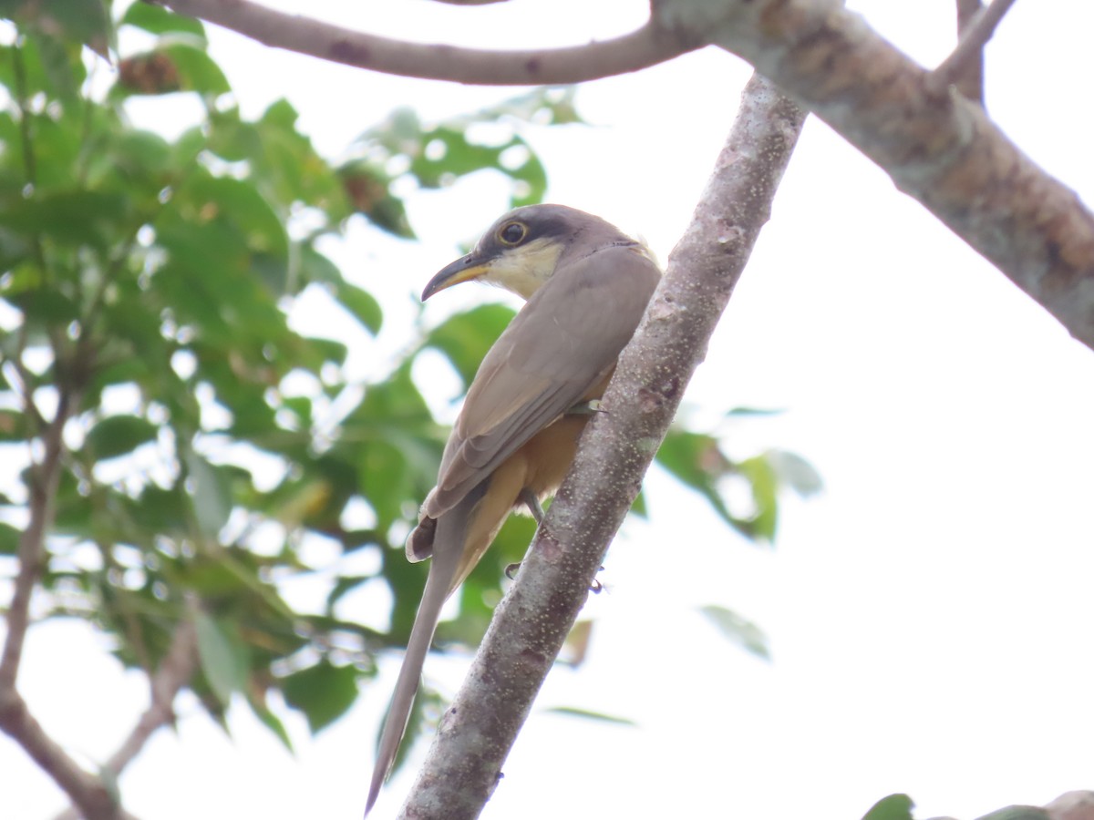Mangrove Cuckoo - ML646159440