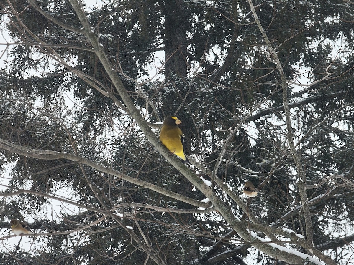 Evening Grosbeak - ML646159443