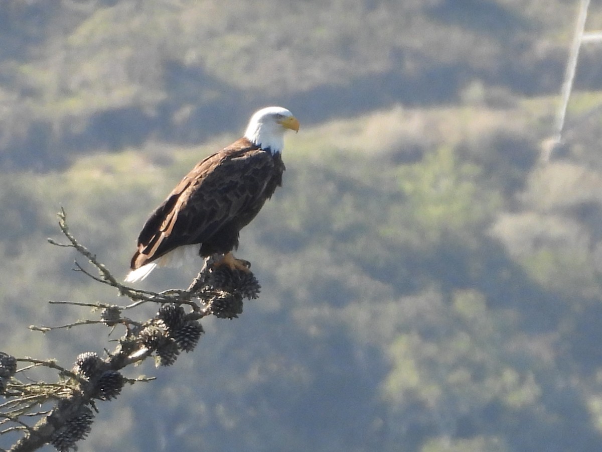Bald Eagle - ML646159444