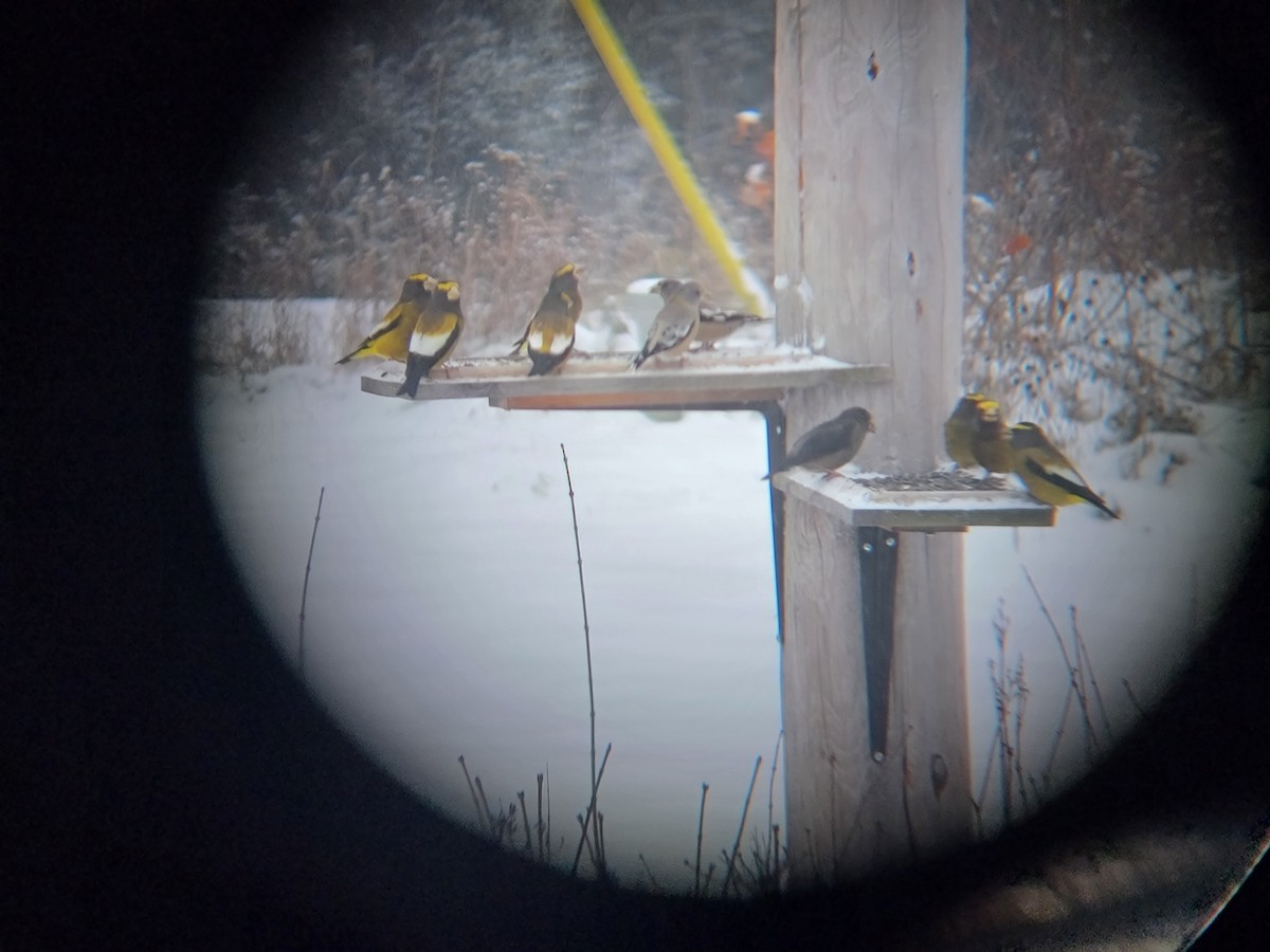 Evening Grosbeak - ML646159448