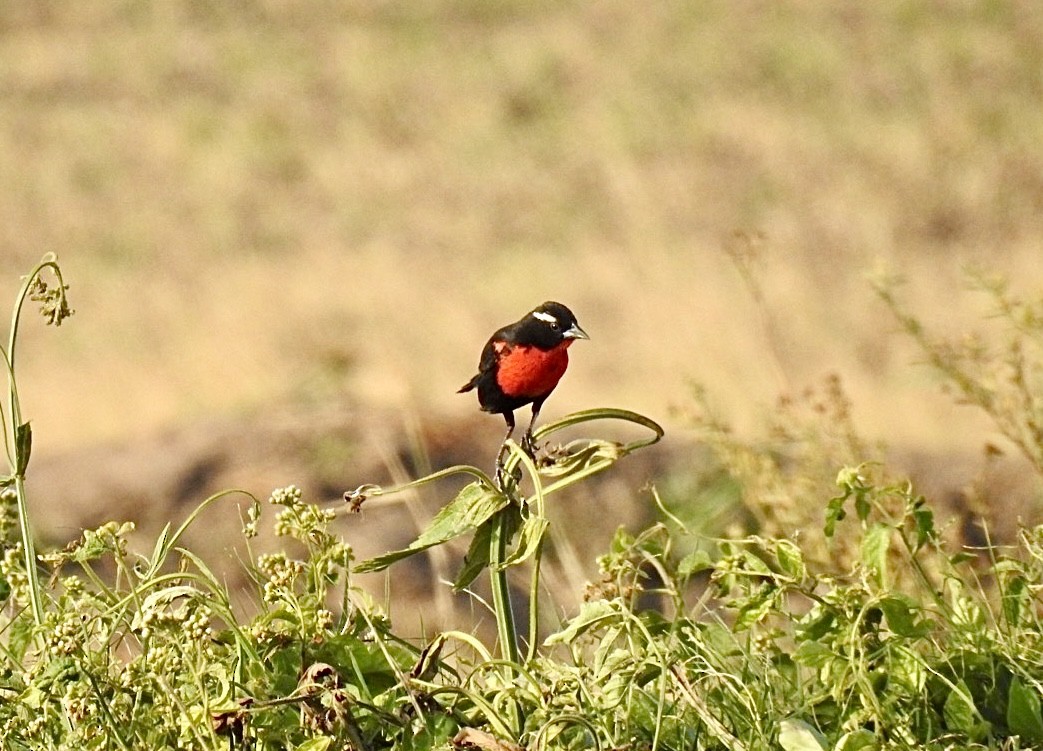 Ak Kaşlı Loyka - ML646159450