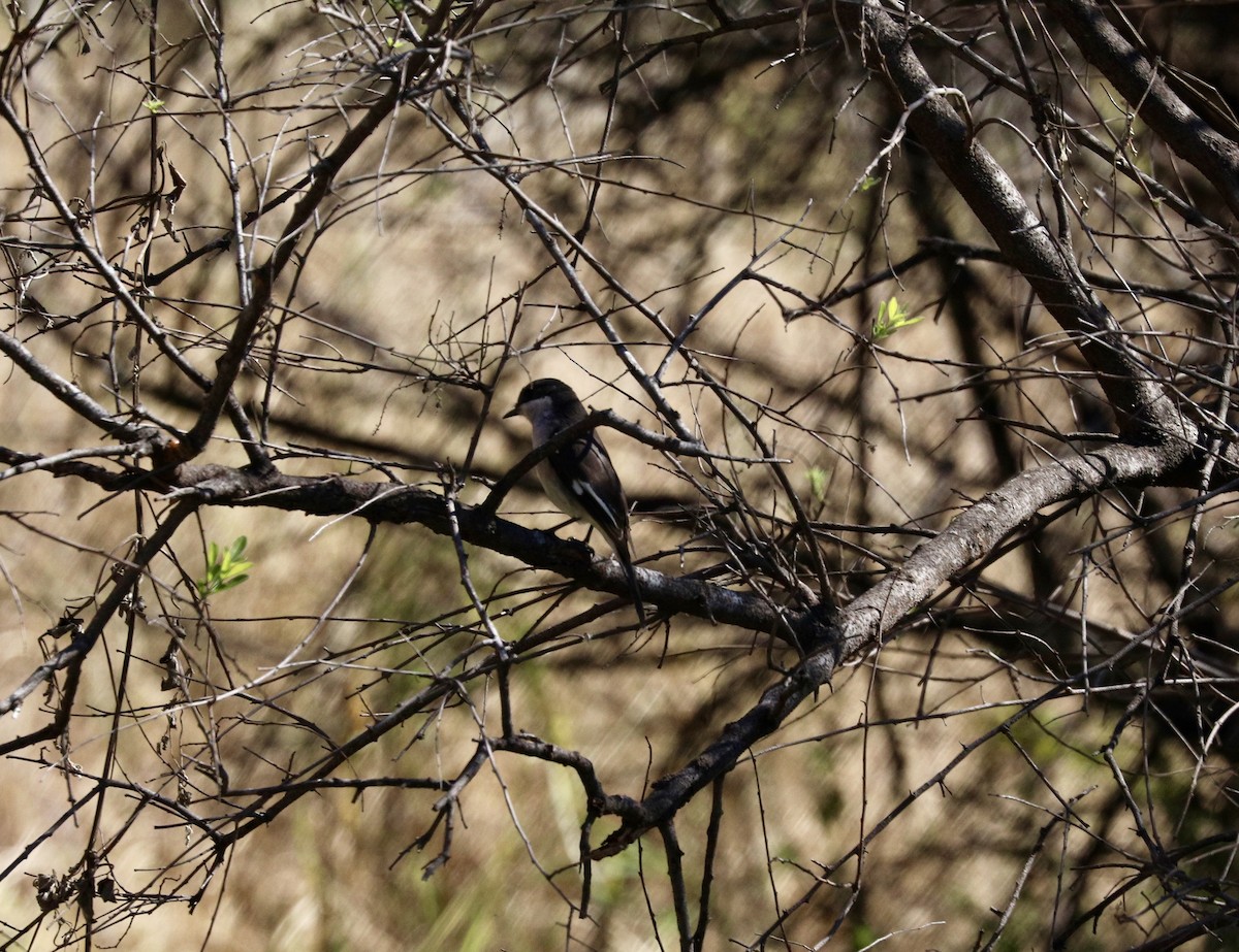 Dılgır Sinekkapan - ML646159452