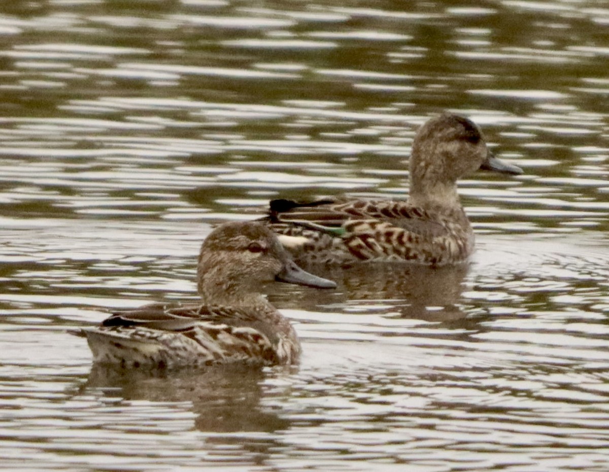 Çamurcun - ML646159457