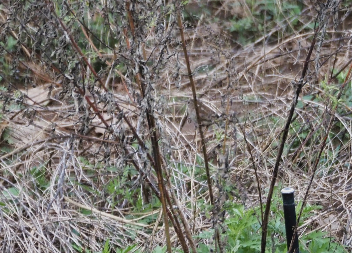 Ev Çıtkuşu - ML646159458