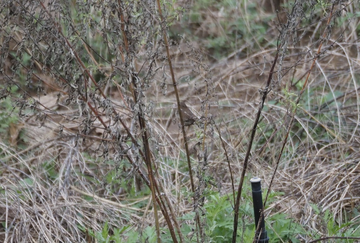 Ev Çıtkuşu - ML646159459