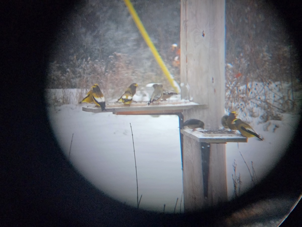 Sarı Kaşlı Kocabaş - ML646159462