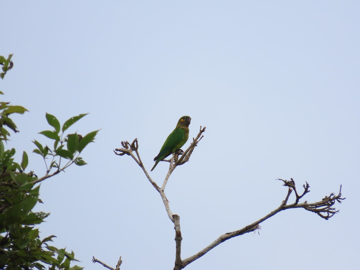 Kahverengi Gerdanlı Papağan - ML646159465