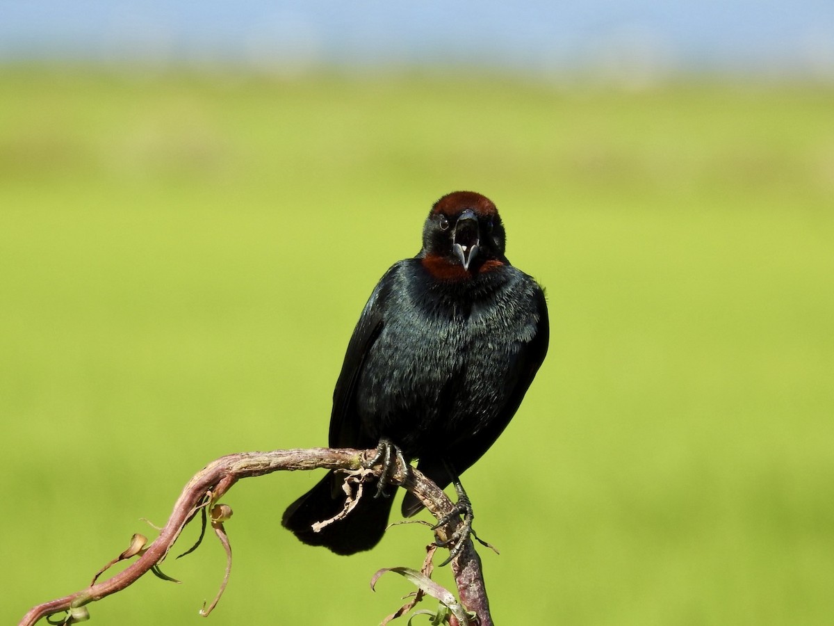 Kahverengi Başlı Karatavuk - ML646159466