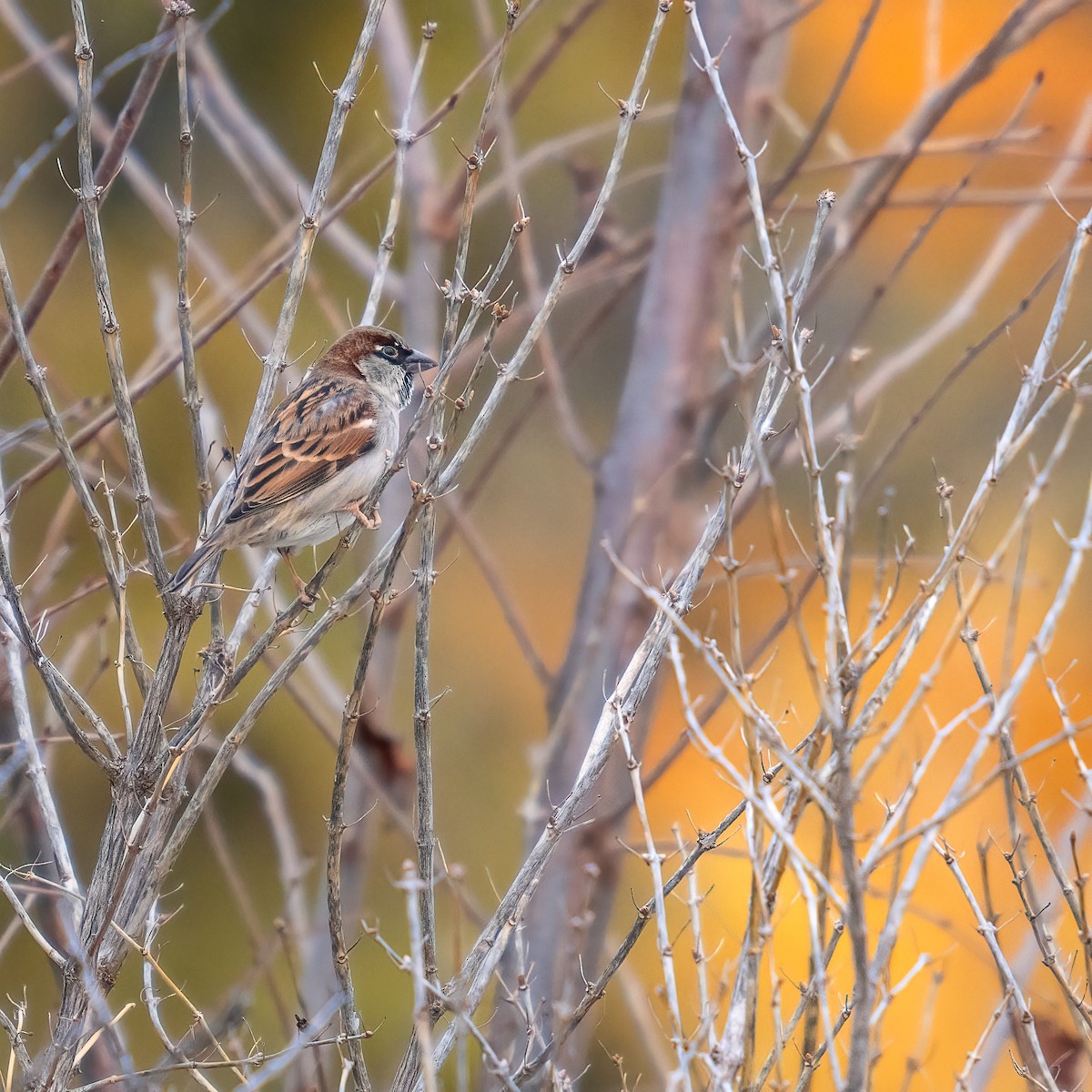 Serçe - ML646159467