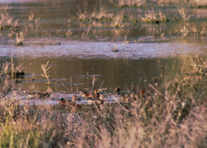 Kızıl Ördek - ML646159468