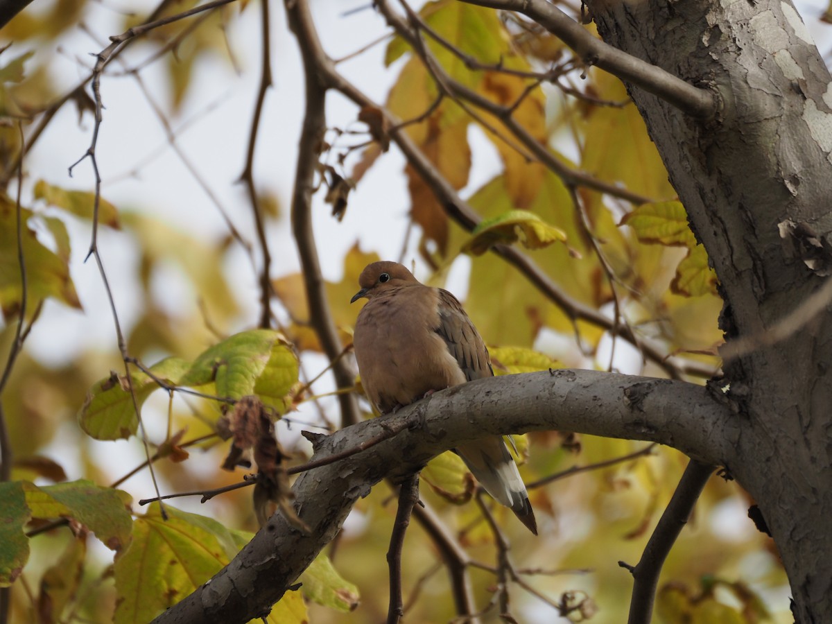 Uzun Kuyruklu Kumru - ML646159469