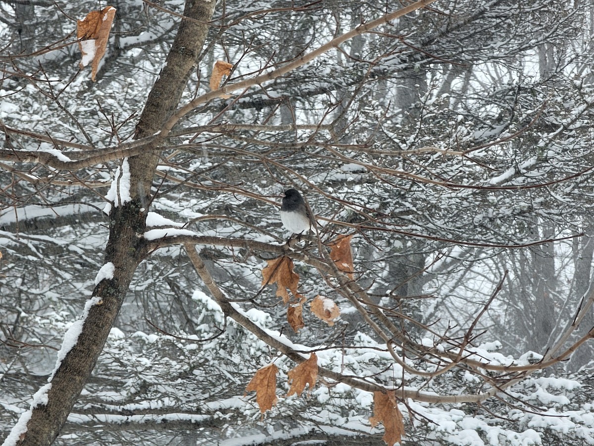 Kara Gözlü Junko (hyemalis/carolinensis) - ML646159470
